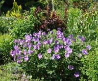 Storchschnabe Ernst Pagels - Geranium x magnificum