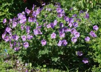 Storchschnabe Ernst Pagels - Geranium x magnificum