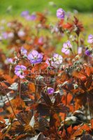 Storchschnabel - Geranium maculatum Schokoprinz 