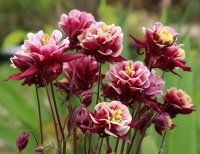 Akelei Winky Double Red & White Aquilegia vulgaris 