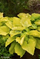 Gelbblattfunkie Funkie Coast to Coast Hosta x cultorum