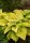 Funkie Coast to Coast Hosta x cultorum