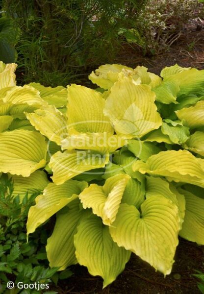 Funkie  - Hosta x cultorum Coast to Coast Staude im 1-Liter Topf