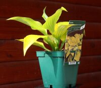 Funkie  - Hosta x cultorum Coast to Coast Staude im 1-Liter Topf