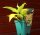 Funkie  - Hosta x cultorum Coast to Coast Staude im 1-Liter Topf