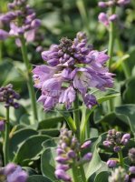 Funkie - Hosta tokudama Blue Mouse Ears  Staude in...