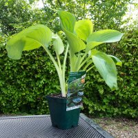 Funkie - Hosta x cultorum Empress Wu  Staude im 1-Liter Topf