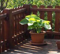 Funkie - Hosta x cultorum Empress Wu  Staude im 1-Liter Topf