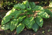Funkie - Hosta x cultorum Empress Wu  Staude im 1-Liter Topf