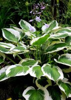 Weißrand-Funkie - Hosta x fortunei Patriot  Staude im 1-Liter Topf