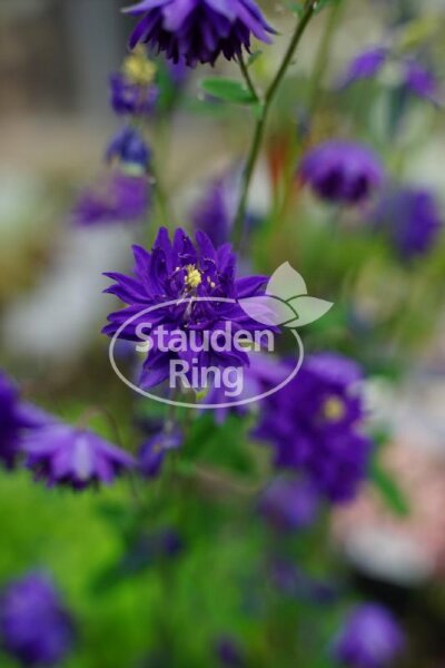 Akelei - Aquilegia x cultorum Blue Barlow  Staude im 1 Liter Topf