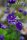 Akelei - Aquilegia x cultorum Blue Barlow  Staude im 1 Liter Topf