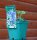 Akelei - Aquilegia x cultorum Blue Barlow  Staude im 1 Liter Topf