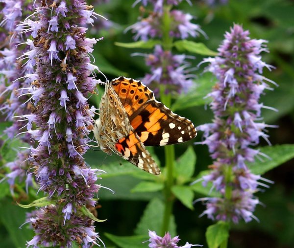 Duftnessel - Agastache rugosa Blue Fortune 