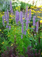 Duftnessel - Agastache rugosa Blue Fortune