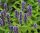 Duftnessel - Agastache rugosa Blue Fortune