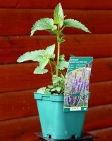 Duftnessel - Duftminze Agastache rugosa Black Adder