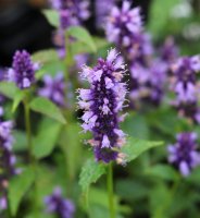 Duftnessel - Duftminze Agastache rugosa Black Adder