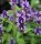 Duftnessel - Agastache rugosa Black Adder  Staude im 1 Liter Topf
