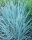 Strandroggen - Leymus arenarius Blue Dune  Staude im 1-Liter Topf