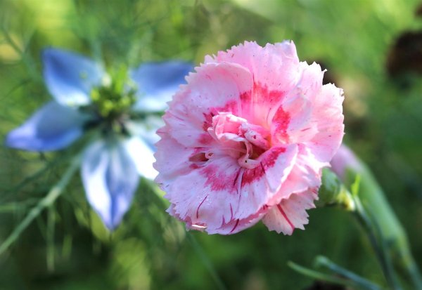 Federnelke - Dianthus plumarius Doris