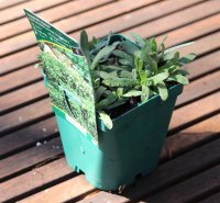 Aster - Teppichaster - ericoides ssp. pansus Snow Flurry