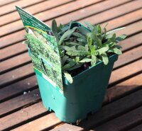 Teppich-Aster - Aster ericoides ssp. pansus Snow Flurry  Staude im 1 Liter Topf