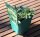 Teppich-Aster - Aster ericoides ssp. pansus Snow Flurry  Staude im 1 Liter Topf
