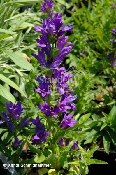 Knäuel-Glockenblume - Campanula glomerata Dahurica 