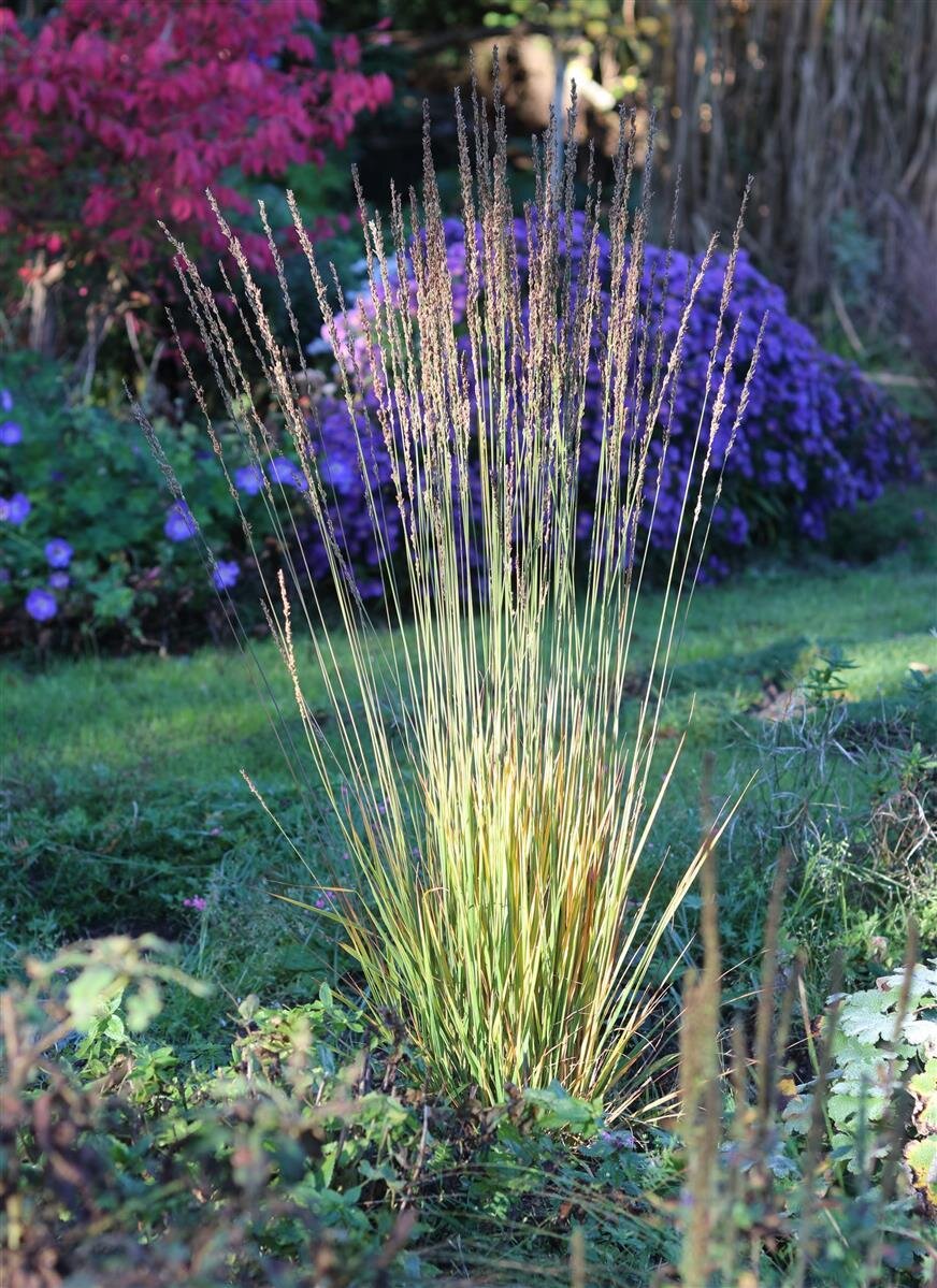 Faszinierend Molinia Caerulea Moorhexe Ebenbild