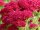 Schaf-Garbe - Achillea millefolium Pomegranate  Staude im 1-Liter Topf