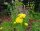 Goldgarbe - Schafgarbe - Achillea filipendulina Parker