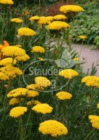 Gold-Garbe - Achillea filipendulina Parker  Staude im 1...