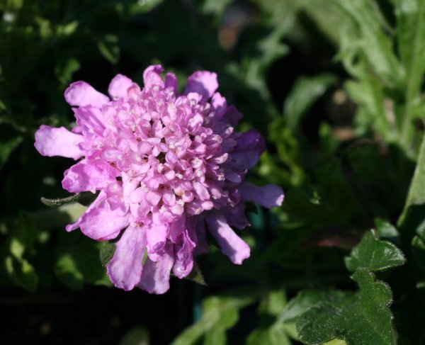 Skabiose Butterfly Blue  - Scabiosa columbaria