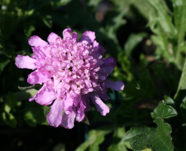Skabiose Butterfly Blue  - Scabiosa columbaria Staude im 1 Liter Topf