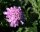 Skabiose Butterfly Blue  - Scabiosa columbaria Staude im 1 Liter Topf