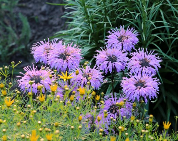 Indianernessel - Sugar Buzz Blue Moon ®  - Monarda