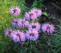 Indianernessel - Monarda Sugar Buzz Blue Moon &reg;