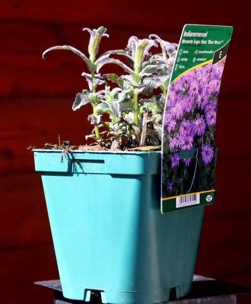 Indianernessel - Sugar Buzz Blue Moon ®  - Monarda - Staude im 1-Liter Topf