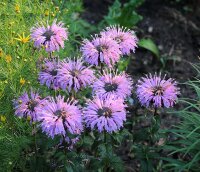 Indianernessel - Sugar Buzz Blue Moon ®  - Monarda - Staude im 1-Liter Topf