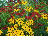 Sonnenhut Goldsturm - Rudbeckia fulgida (var. sullivantii)