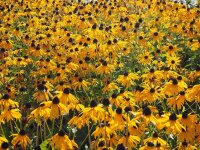 Sonnenhut - Rudbeckia fulgida (var. sullivantii) Goldsturm  Staude in 1 Liter Topf
