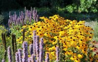 Sonnenhut - Rudbeckia fulgida (var. sullivantii) Goldsturm  Staude in 1 Liter Topf