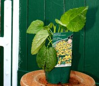 Sonnenhut - Rudbeckia fulgida (var. sullivantii) Goldsturm  Staude in 1 Liter Topf