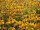 Sonnenhut - Rudbeckia fulgida (var. sullivantii) Goldsturm  Staude in 1 Liter Topf
