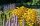 Sonnenhut - Rudbeckia fulgida (var. sullivantii) Goldsturm  Staude in 1 Liter Topf