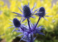 Edeldistel - Zierdistel - Mannstreu - Eryngium x zabelii  Big Blue