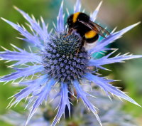 Edeldistel - Zierdistel - Mannstreu - Eryngium x zabelii  Big Blue