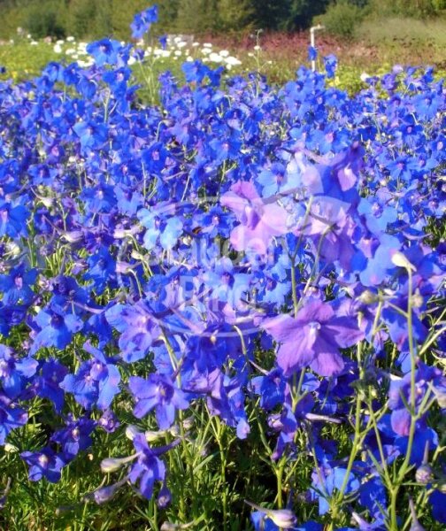 Delphinium grandiflorum Blauer Zwerg - Zwerg-Rittersporn Staude im 1 Liter Topf