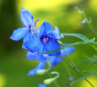 Rittersporn Völkerfrieden - Delphinium x belladonna